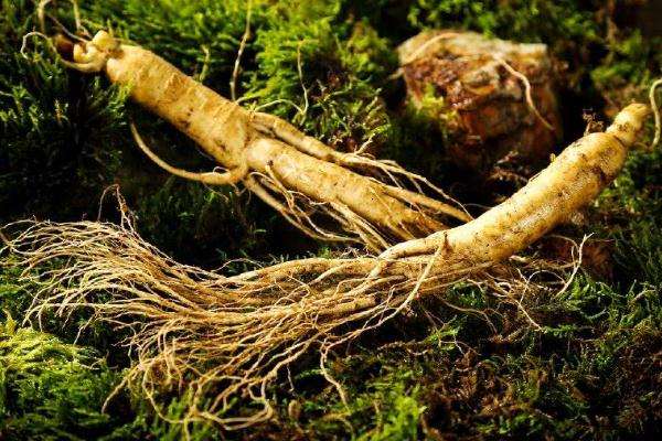 人參有什么禁忌 人參有幾種品種 人參有什么禁忌 人參有幾種品種