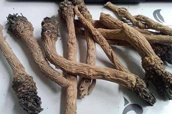 板藍根對喉嚨痛有效嗎 板藍根對扁桃體發(fā)炎有用嗎 板藍根對喉嚨痛有效嗎 板藍根對扁桃體發(fā)炎有用嗎