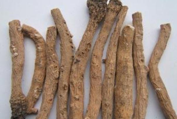 板藍根哺乳期可以喝嗎 板藍根孕婦可以喝嗎 板藍根哺乳期可以喝嗎 板藍根孕婦可以喝嗎