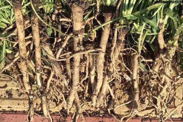 板藍(lán)根治感冒嗎 板藍(lán)根治療哪種感冒 板藍(lán)根治感冒嗎 板藍(lán)根治療哪種感冒