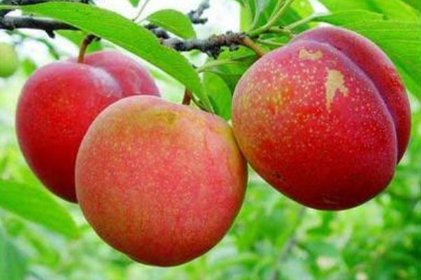 油桃孕婦吃了有什么好處 油桃孕婦吃了上火嗎 油桃孕婦吃了有什么好處 油桃孕婦吃了上火嗎