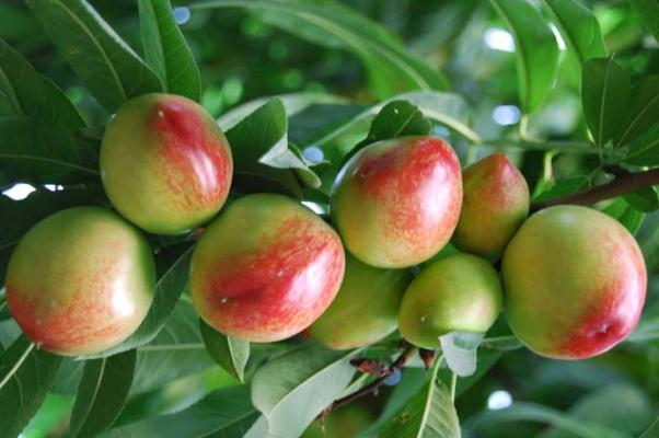 油桃可以空腹吃嗎 油桃可以連皮一起吃嗎 油桃可以空腹吃嗎 油桃可以連皮一起吃嗎