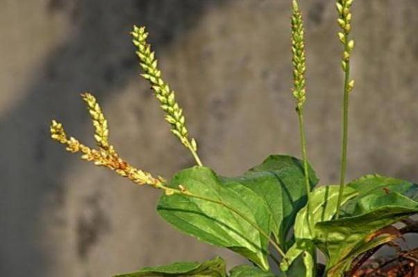 車前草會過敏嗎 車前草會拉肚子嗎 車前草會過敏嗎 車前草會拉肚子嗎