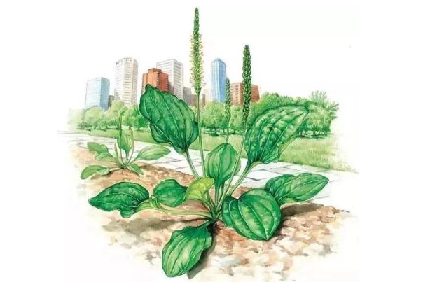 車前草會過敏嗎 車前草會拉肚子嗎 車前草會過敏嗎 車前草會拉肚子嗎