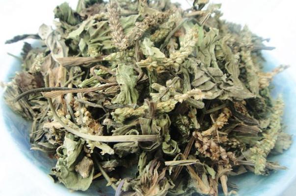 車前草對(duì)痔瘡有治療作用嗎 車前草能降血糖嗎 車前草對(duì)痔瘡有治療作用嗎 車前草能降血糖嗎