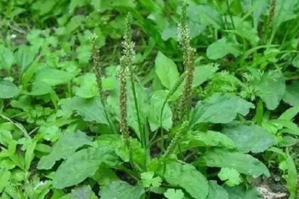 車前草有降血壓的功效嗎 車前草藥用價值 車前草有降血壓的功效嗎 車前草藥用價值