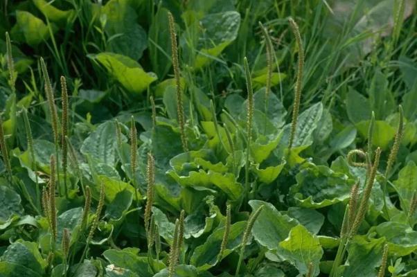 車前草對(duì)痔瘡有治療作用嗎 車前草能降血糖嗎 車前草對(duì)痔瘡有治療作用嗎 車前草能降血糖嗎