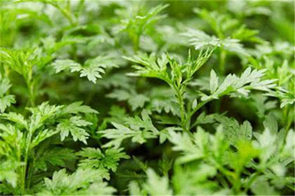 艾葉泡水喝可以去濕氣嗎 艾葉的功效和作用 艾葉泡水喝可以去濕氣嗎 艾葉的功效和作用