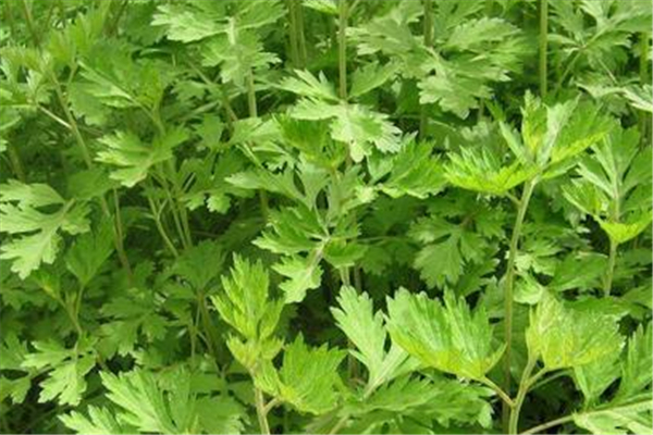 艾草泡澡可以止癢嗎 艾草泡澡對(duì)身體有什么好處和壞處 艾草泡澡可以止癢嗎 艾草泡澡對(duì)身體有什么好處和壞處