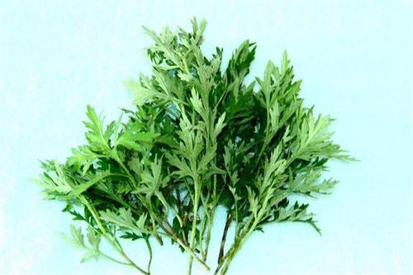 艾葉在端午節(jié)的用途 艾葉在屋里熏熏有什么好處 艾葉在端午節(jié)的用途 艾葉在屋里熏熏有什么好處