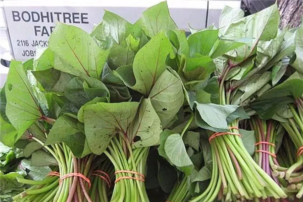 紅薯藤能降尿酸嗎 紅薯藤有什么功效 紅薯藤能降尿酸嗎 紅薯藤有什么功效