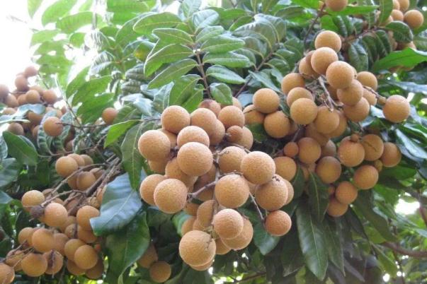 吃龍眼對(duì)身體有什么好處和壞處 吃龍眼會(huì)上火嗎 吃龍眼對(duì)身體有什么好處和壞處 吃龍眼會(huì)上火嗎