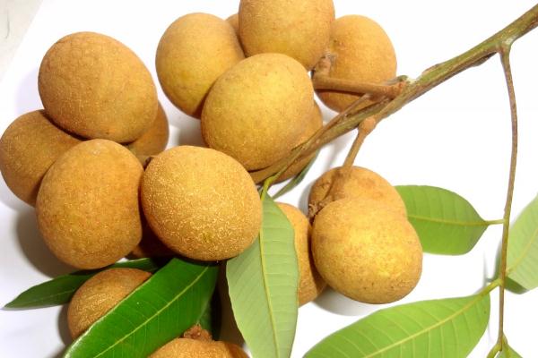 龍眼會發(fā)胖嗎 龍眼減肥期間可以吃嗎 龍眼會發(fā)胖嗎 龍眼減肥期間可以吃嗎