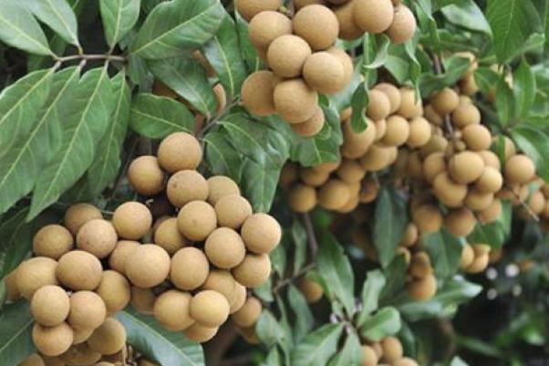 吃龍眼對(duì)身體有什么好處和壞處 吃龍眼會(huì)上火嗎 吃龍眼對(duì)身體有什么好處和壞處 吃龍眼會(huì)上火嗎