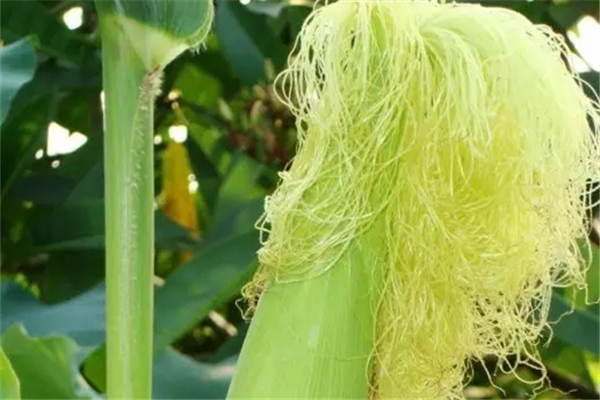 玉米須是新鮮的好還是干的好 玉米須是玉米的什么部位 玉米須是新鮮的好還是干的好 玉米須是玉米的什么部位