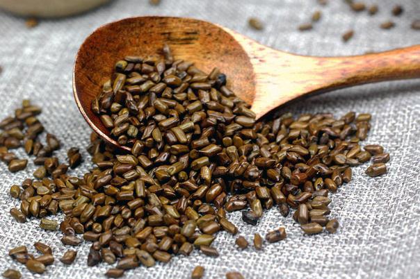 決明子會(huì)影響月經(jīng)嗎 決明子會(huì)導(dǎo)致不孕嗎 決明子會(huì)影響月經(jīng)嗎 決明子會(huì)導(dǎo)致不孕嗎