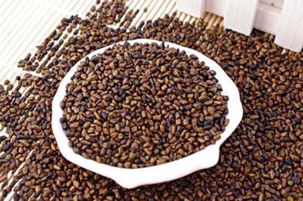 決明子泡水能每天長期喝嗎 決明子泡水一次放多少 決明子泡水能每天長期喝嗎 決明子泡水一次放多少