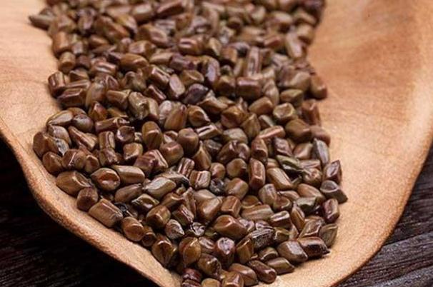 決明子泡水能每天長期喝嗎 決明子泡水一次放多少 決明子泡水能每天長期喝嗎 決明子泡水一次放多少