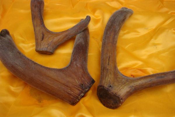 鹿茸會不會上火 鹿茸吃了上火怎么辦 鹿茸會不會上火 鹿茸吃了上火怎么辦