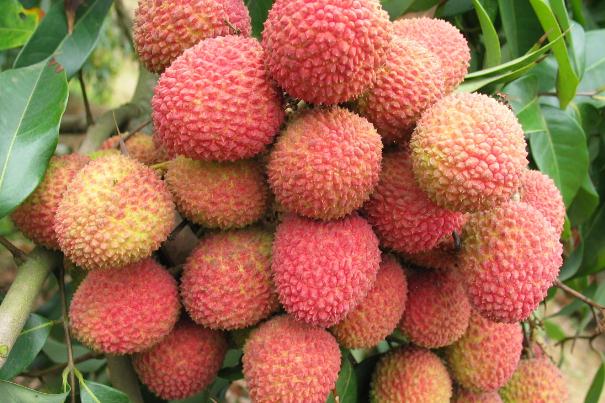 孕婦低血糖可以喝蜂蜜水嗎 孕婦低血糖可以吃巧克力嗎 孕婦低血糖可以喝蜂蜜水嗎 孕婦低血糖可以吃巧克力嗎