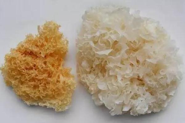 銀耳要提前泡發(fā)多久 銀耳泡一晚上可以嗎 銀耳要提前泡發(fā)多久 銀耳泡一晚上可以嗎