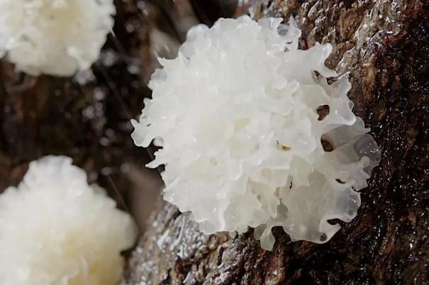 銀耳會(huì)中毒嗎 銀耳會(huì)不會(huì)上火 銀耳會(huì)中毒嗎 銀耳會(huì)不會(huì)上火