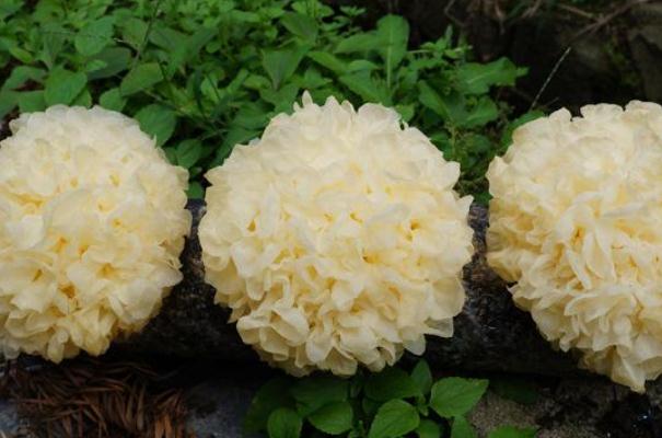 銀耳對孕婦的好處 懷孕吃銀耳的好處 銀耳對孕婦的好處 懷孕吃銀耳的好處