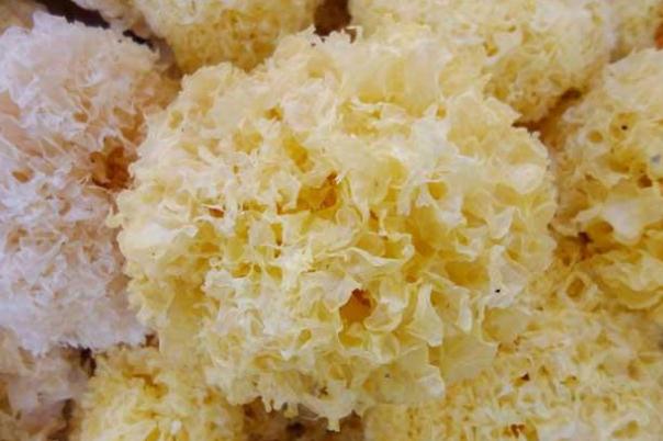 銀耳要提前泡發(fā)多久 銀耳泡一晚上可以嗎 銀耳要提前泡發(fā)多久 銀耳泡一晚上可以嗎