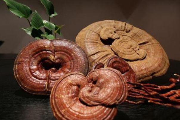 靈芝對痛風(fēng)有效果嗎 靈芝對糖尿病的作用 靈芝對痛風(fēng)有效果嗎 靈芝對糖尿病的作用