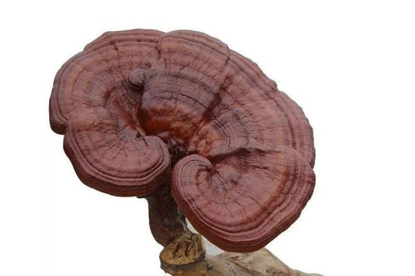 靈芝對痛風(fēng)有效果嗎 靈芝對糖尿病的作用 靈芝對痛風(fēng)有效果嗎 靈芝對糖尿病的作用