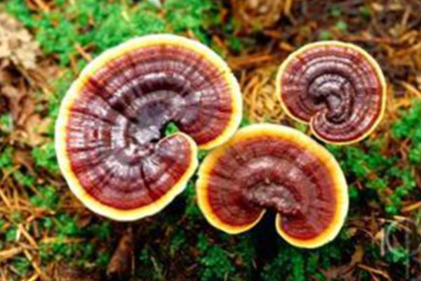 靈芝泡水喝上火嗎 靈芝泡水喝治療失眠 靈芝泡水喝上火嗎 靈芝泡水喝治療失眠