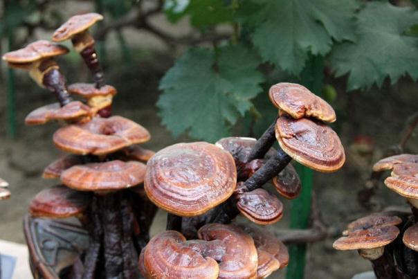 靈芝對痛風(fēng)有效果嗎 靈芝對糖尿病的作用 靈芝對痛風(fēng)有效果嗎 靈芝對糖尿病的作用