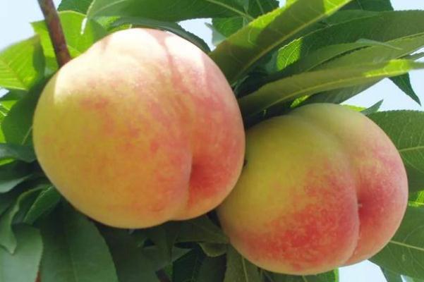 水蜜桃可以空腹吃嗎 水蜜桃可以煮著吃嗎 水蜜桃可以空腹吃嗎 水蜜桃可以煮著吃嗎