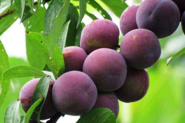 吃李子對胃有什么影響 胃不好能吃李子嗎 吃李子對胃有什么影響 胃不好能吃李子嗎