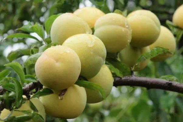 吃李子會(huì)影響月經(jīng)嗎 來月經(jīng)能吃李子嗎 吃李子會(huì)影響月經(jīng)嗎 來月經(jīng)能吃李子嗎