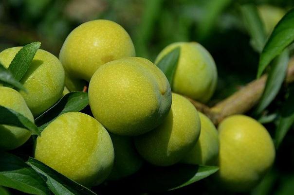 吃李子對胃有什么影響 胃不好能吃李子嗎 吃李子對胃有什么影響 胃不好能吃李子嗎