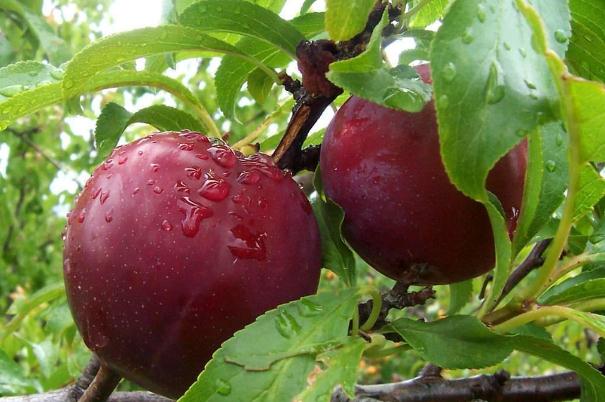 吃李子會(huì)影響月經(jīng)嗎 來月經(jīng)能吃李子嗎 吃李子會(huì)影響月經(jīng)嗎 來月經(jīng)能吃李子嗎