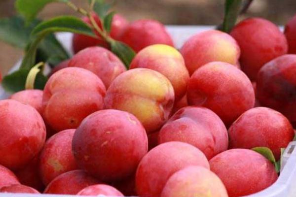 吃李子會(huì)影響月經(jīng)嗎 來月經(jīng)能吃李子嗎 吃李子會(huì)影響月經(jīng)嗎 來月經(jīng)能吃李子嗎