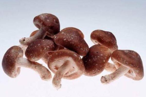 香菇要煮多久能熟 香菇要泡發(fā)多久 香菇要煮多久能熟 香菇要泡發(fā)多久