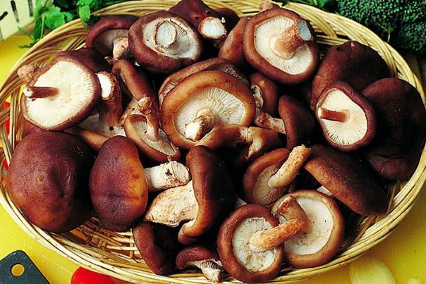 香菇對胃好嗎 香菇對胃病有好處嗎 香菇對胃好嗎 香菇對胃病有好處嗎