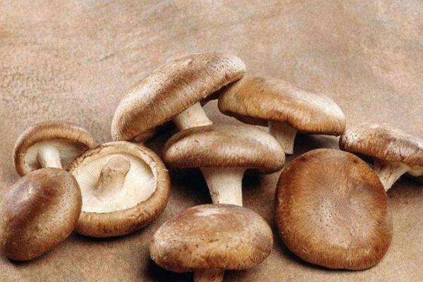 香菇對胃好嗎 香菇對胃病有好處嗎 香菇對胃好嗎 香菇對胃病有好處嗎
