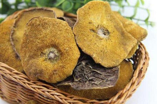 松蘑的功效與作用 松蘑菇怎么做好吃 松蘑的功效與作用 松蘑菇怎么做好吃