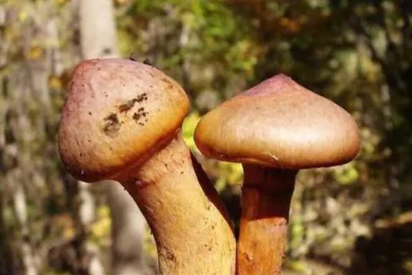 松蘑的功效與作用 松蘑菇怎么做好吃 松蘑的功效與作用 松蘑菇怎么做好吃