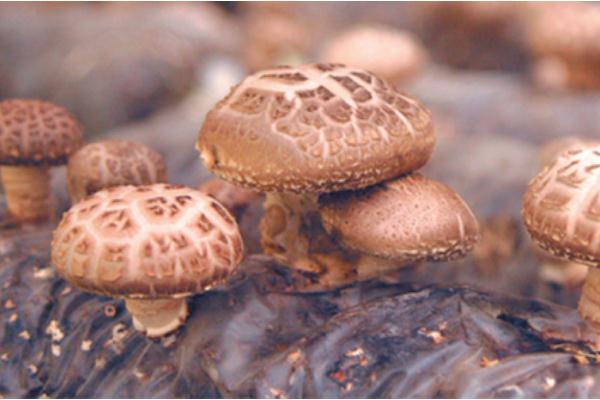 吃香菇拉肚子怎么回事 吃香菇拉肚子怎么辦 吃香菇拉肚子怎么回事 吃香菇拉肚子怎么辦