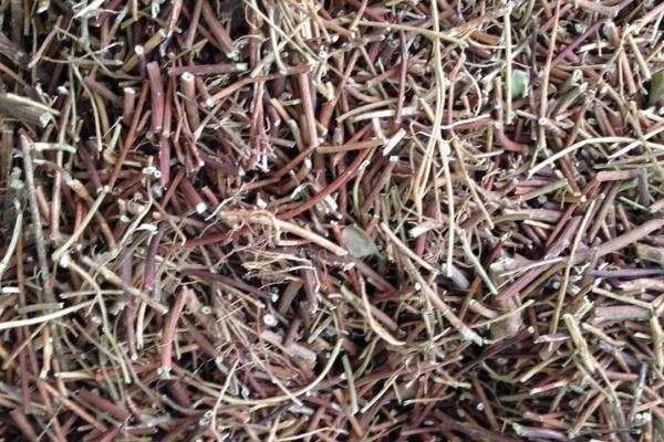 雞骨草對膽囊炎有效果嗎 雞骨草可以長期泡水喝嗎