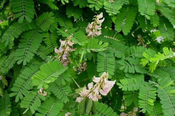 雞骨草的功效與作用 雞骨草孕婦可以喝嗎 雞骨草的功效與作用 雞骨草孕婦可以喝嗎