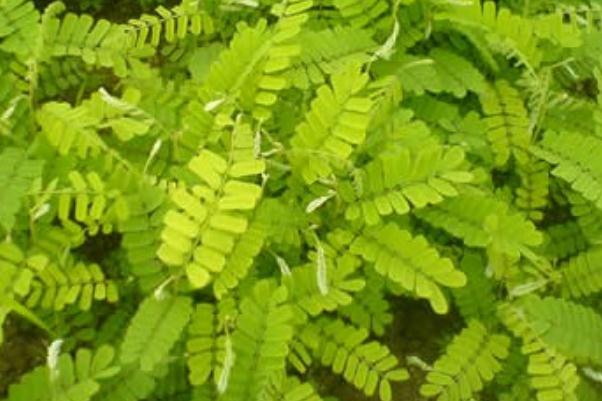 雞骨草可以和胡蘿卜一起煲湯嗎 雞骨草湯的食用禁忌有哪些 雞骨草可以和胡蘿卜一起煲湯嗎 雞骨草湯的食用禁忌有哪些