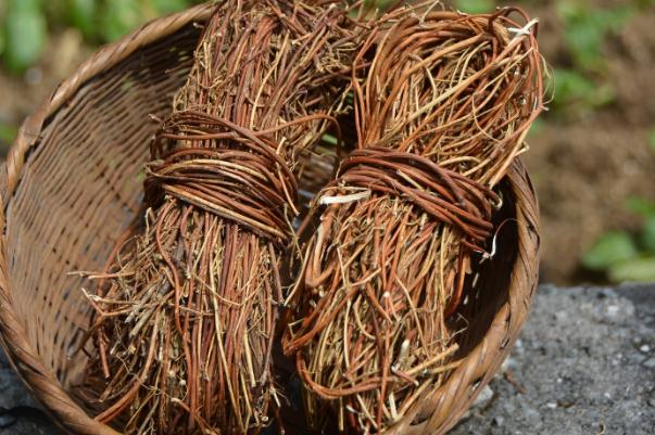 雞骨草泡水幾天一次 雞骨草泡水一次放多少 雞骨草泡水幾天一次 雞骨草泡水一次放多少