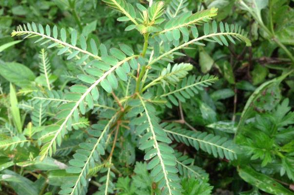 雞骨草不能和什么同吃 雞骨草和什么相克的 雞骨草不能和什么同吃 雞骨草和什么相克的