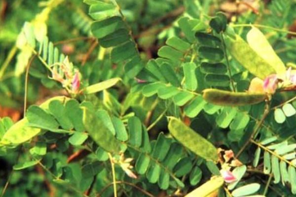 雞骨草不能和什么同吃 雞骨草和什么相克的 雞骨草不能和什么同吃 雞骨草和什么相克的